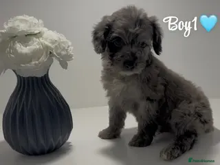 Cockapoo dogs Cockapoo puppies - Advert 18
