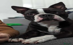 Boston Terrier dogs for sale: Boston terrier puppies  - Advert 1