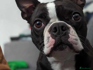 Boston Terrier dogs for sale: Boston terrier puppies - Advert 1