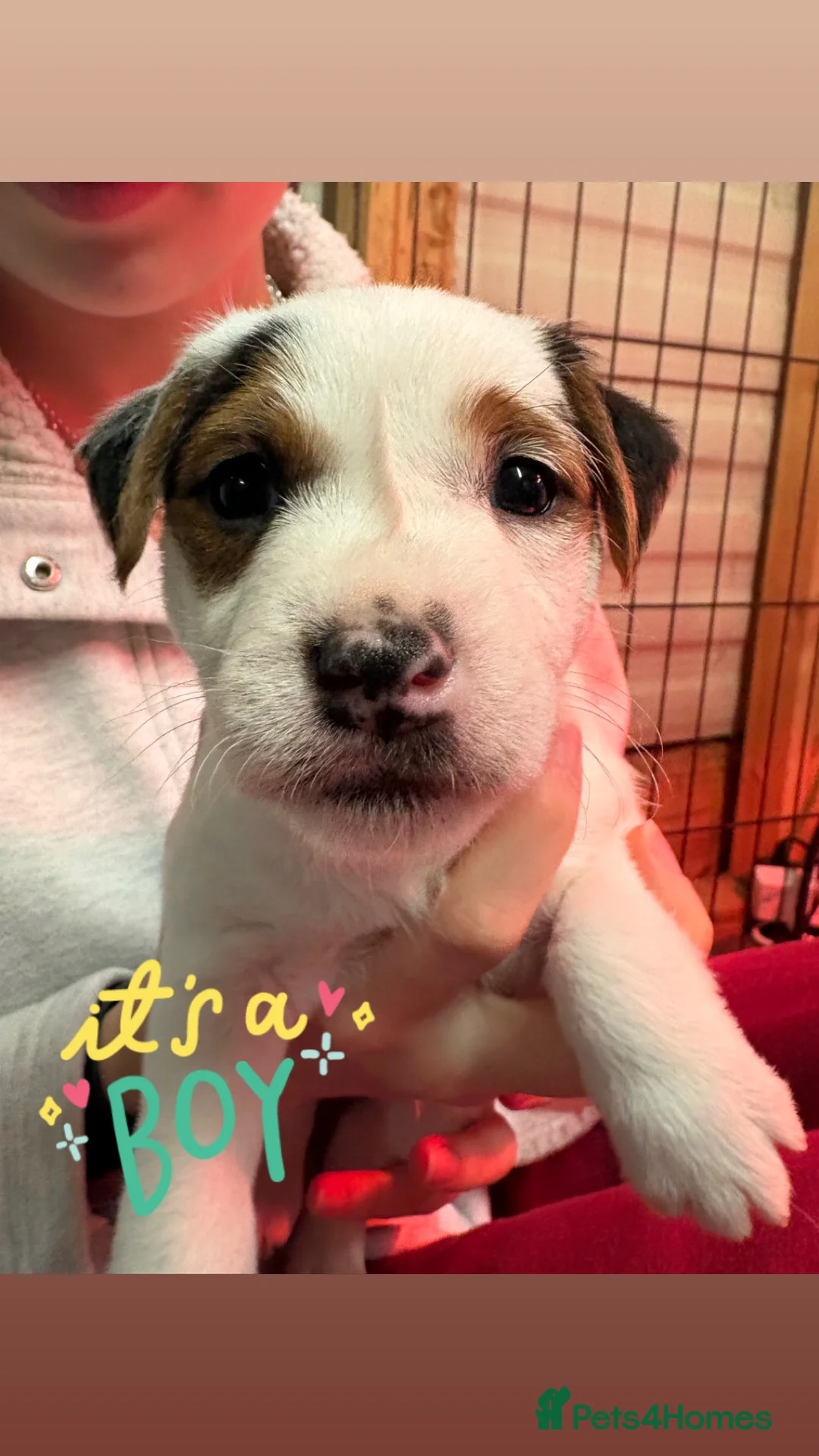 Parson Russell dogs for sale: Exceptional litter of Parson Russell Terrier Pups  - Advert 4