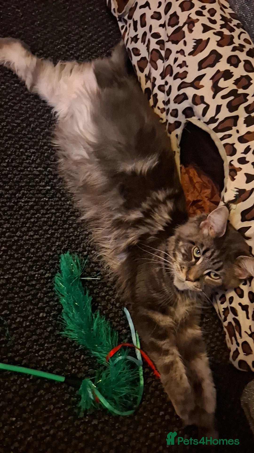 Maine Coon cats for sale: Maincoon x - Advert 1