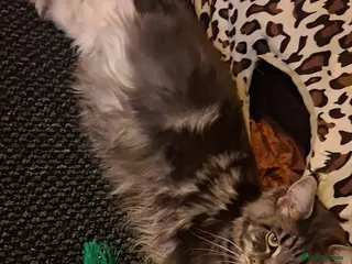 Maine Coon cats Maincoon x - Advert 1