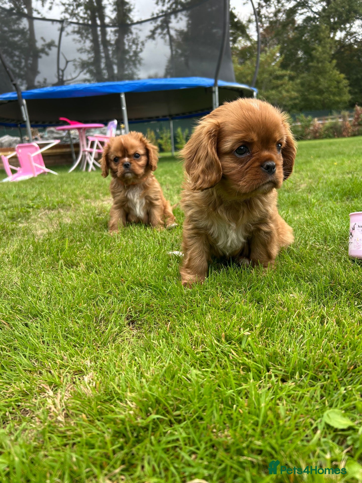 Cavalier King Charles Spaniel dogs We have two deep red Cavaliers available - Advert 7