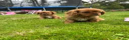 Cavalier King Charles Spaniel dogs for sale: We have two deep red Cavaliers available - Advert 3