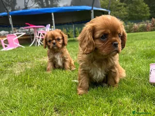 Cavalier King Charles Spaniel dogs We have two deep red Cavaliers available - Advert 1