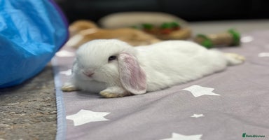 Mini Lop rabbits - Advert 9