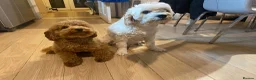 Cavapoochon dogs for sale: Cavapoochons fully health tested parents  - Advert 3