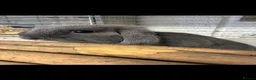 Mini Lop rabbits for sale: FREE - 15 week old male mini lop  - Advert 1