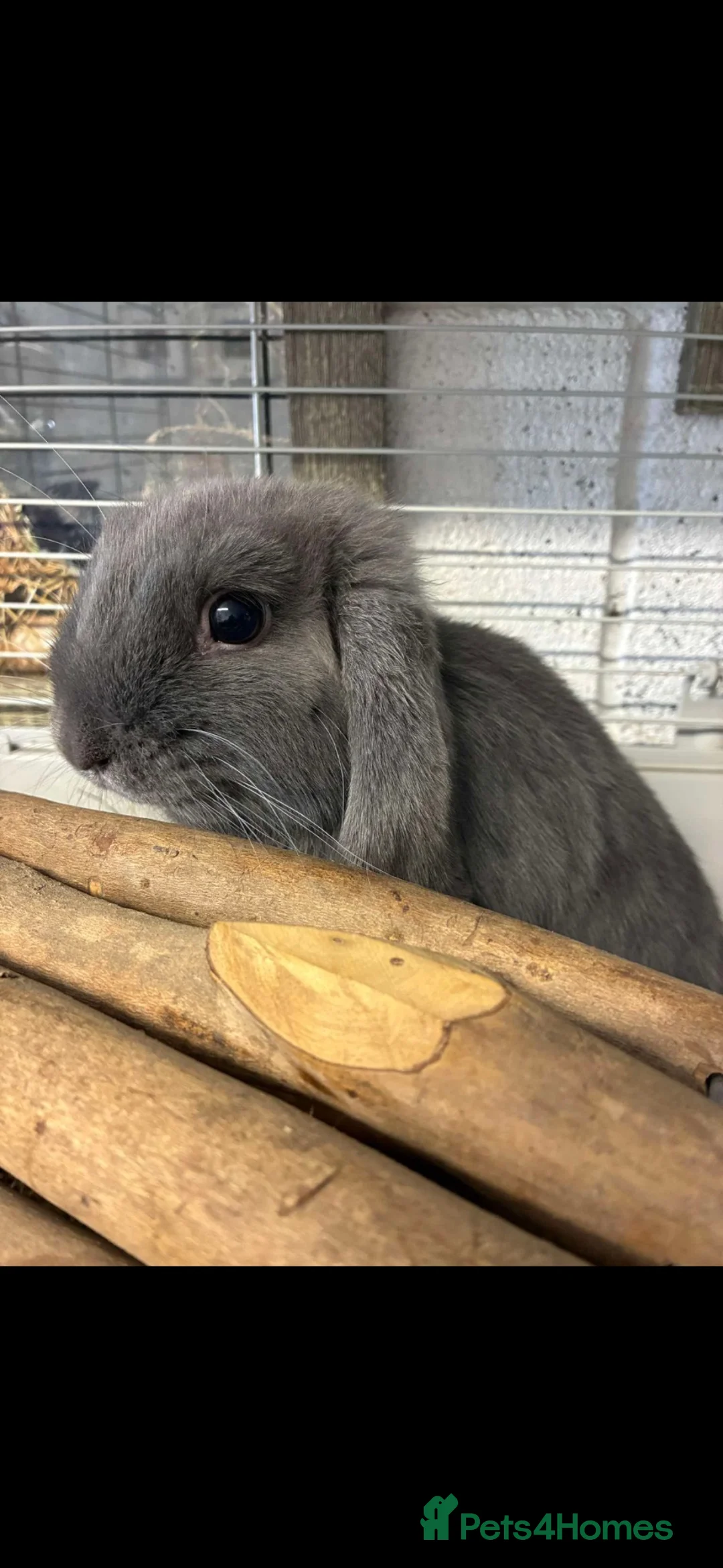 Mini Lop rabbits for sale: FREE - 15 week old male mini lop  - Advert 1