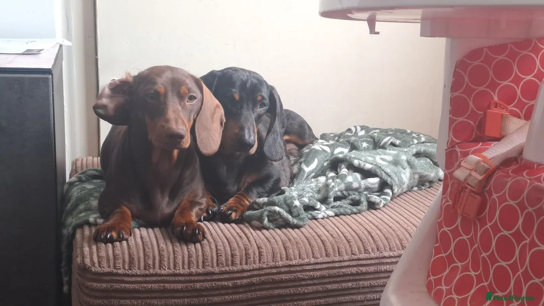 Dachshund dogs for sale: Beautiful dachshund puppies  in Burton-on-Trent - Advert 1
