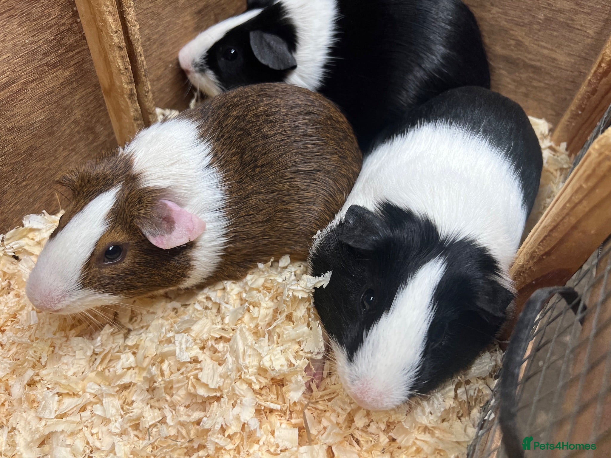 Guinea Pig rodents Male/Boars Dutch guinea pigs - Advert 1