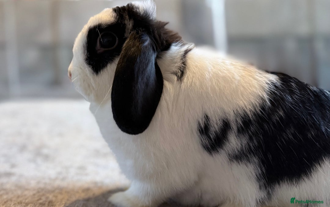 Mini Lop rabbits for sale: MiniLop Baby Boy ready now  - Advert 11