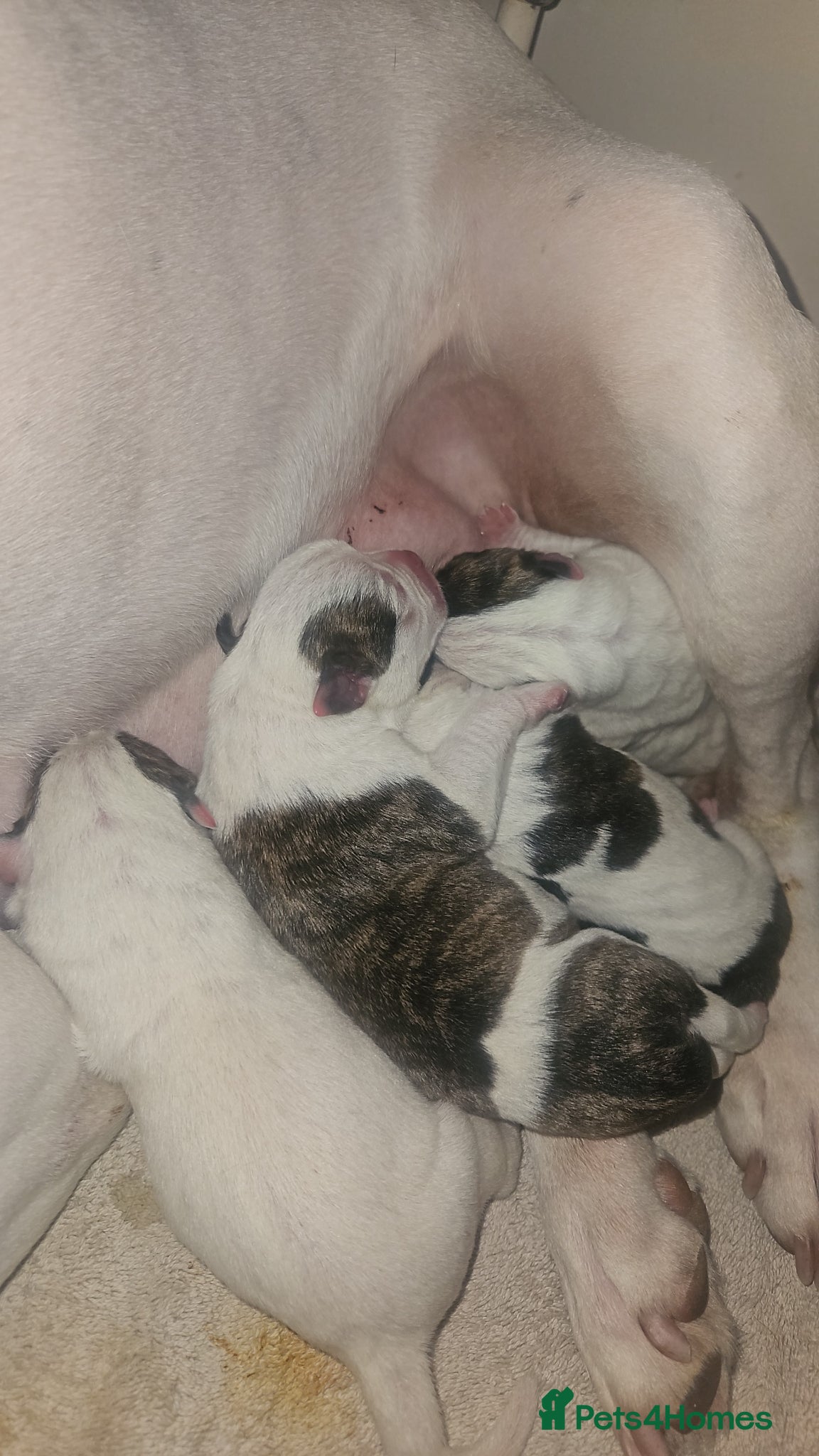 American Bulldog dogs for sale: American bulldog puppies  in Walsall - Advert 4