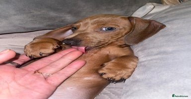 Miniature Dachshund dogs - Advert 4
