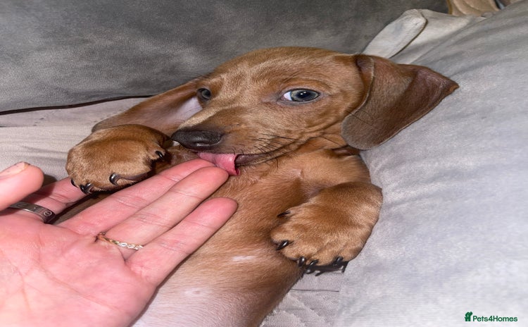 Miniature Dachshund dogs - Advert 16