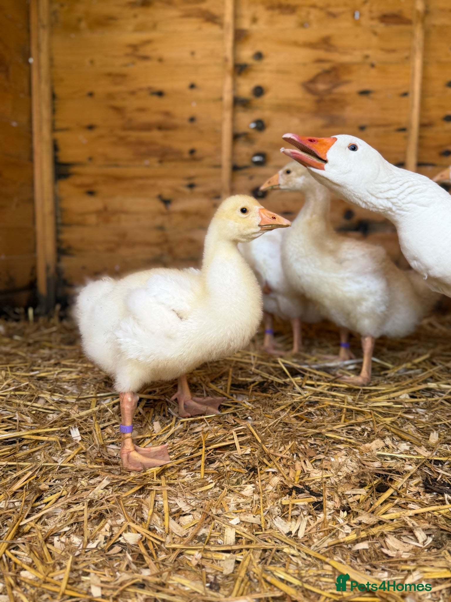 Geese poultry Unsexed Embden goslings available - Advert 1