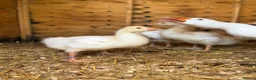 Geese poultry for sale: Unsexed Embden goslings available - Advert 1