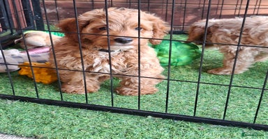 Cockapoo dogs - Advert 2