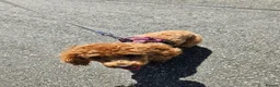 Toy Poodle dogs for sale: Merge Toy Poodle 10 months old - Advert 2