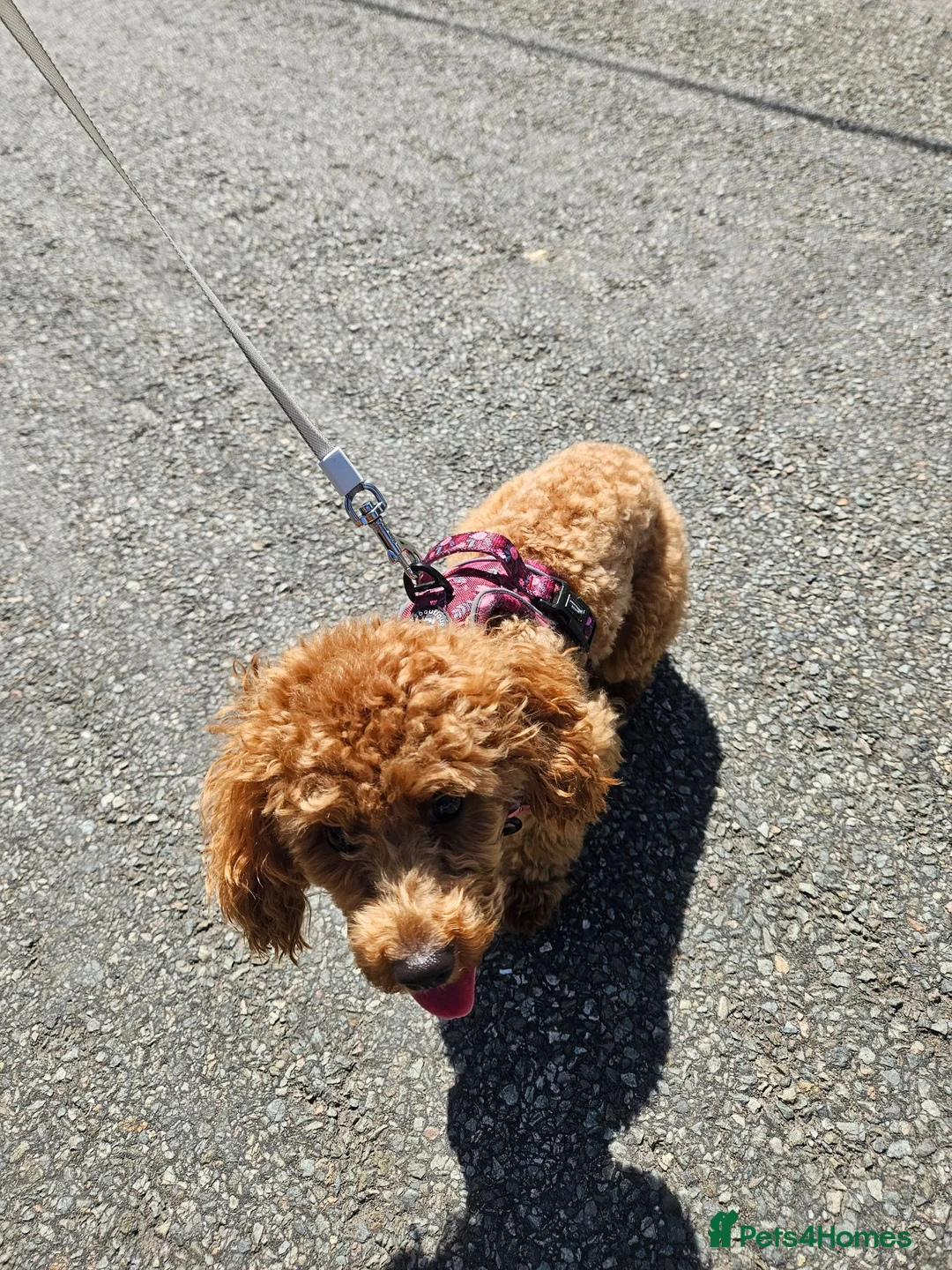 Toy Poodle dogs for sale: Merge Toy Poodle 10 months old - Advert 2