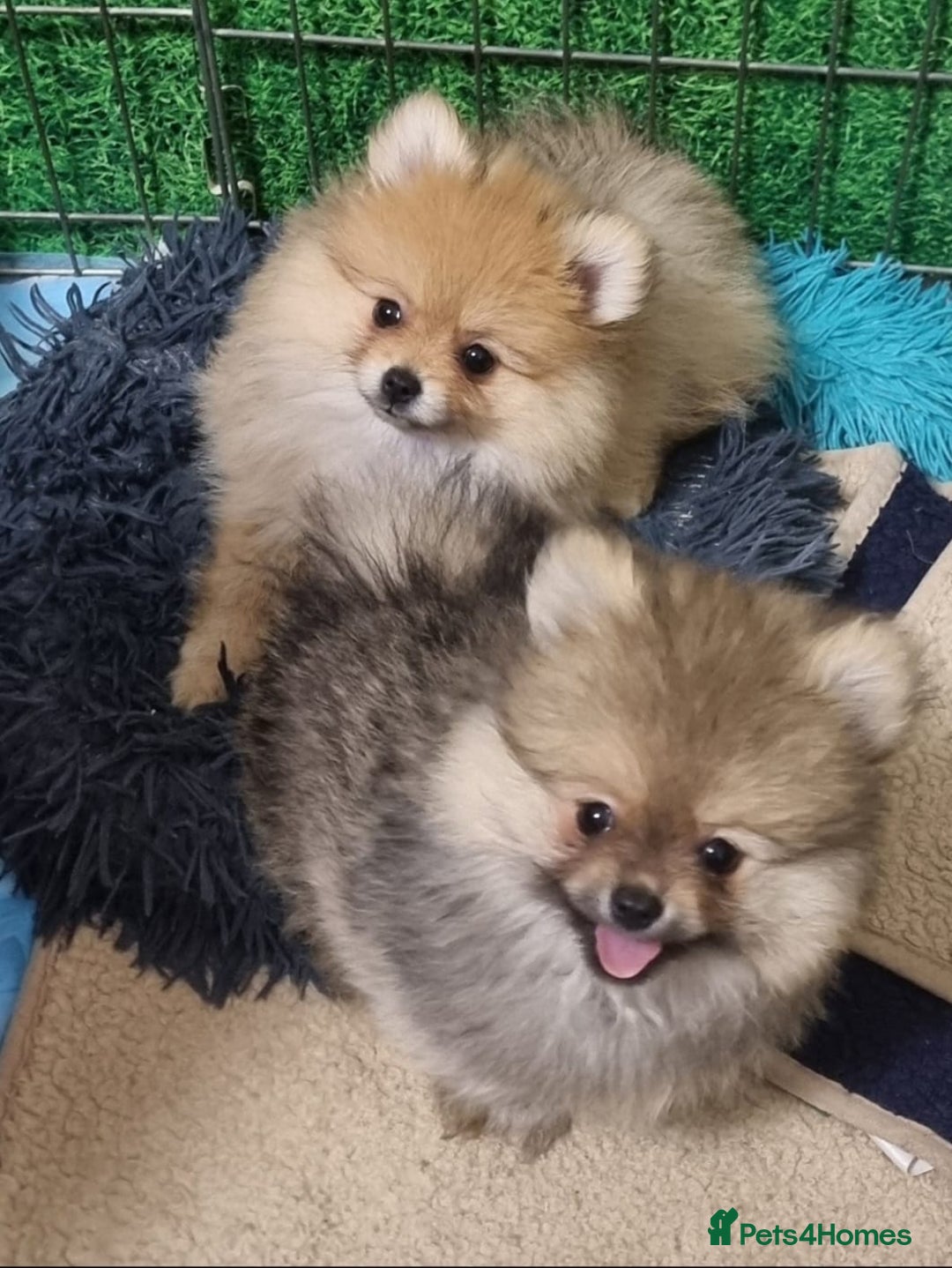 Pomeranian dogs for sale: Pomeranian Puppy 5   (RED)  - Pomeranian  - Image 15