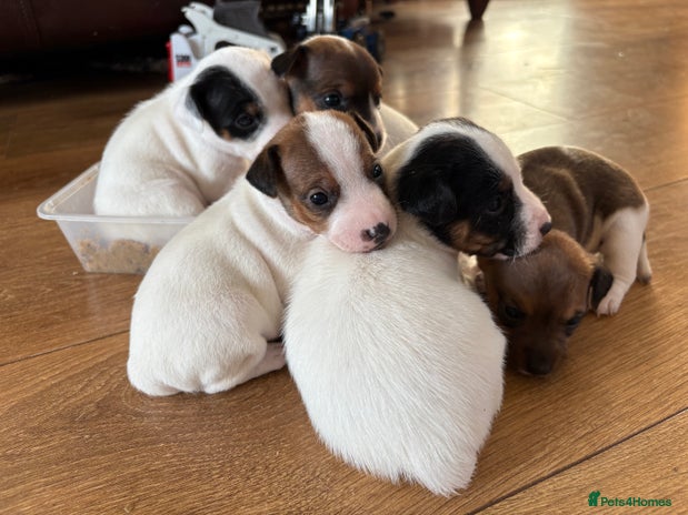 Jack Russell dogs - Advert 1