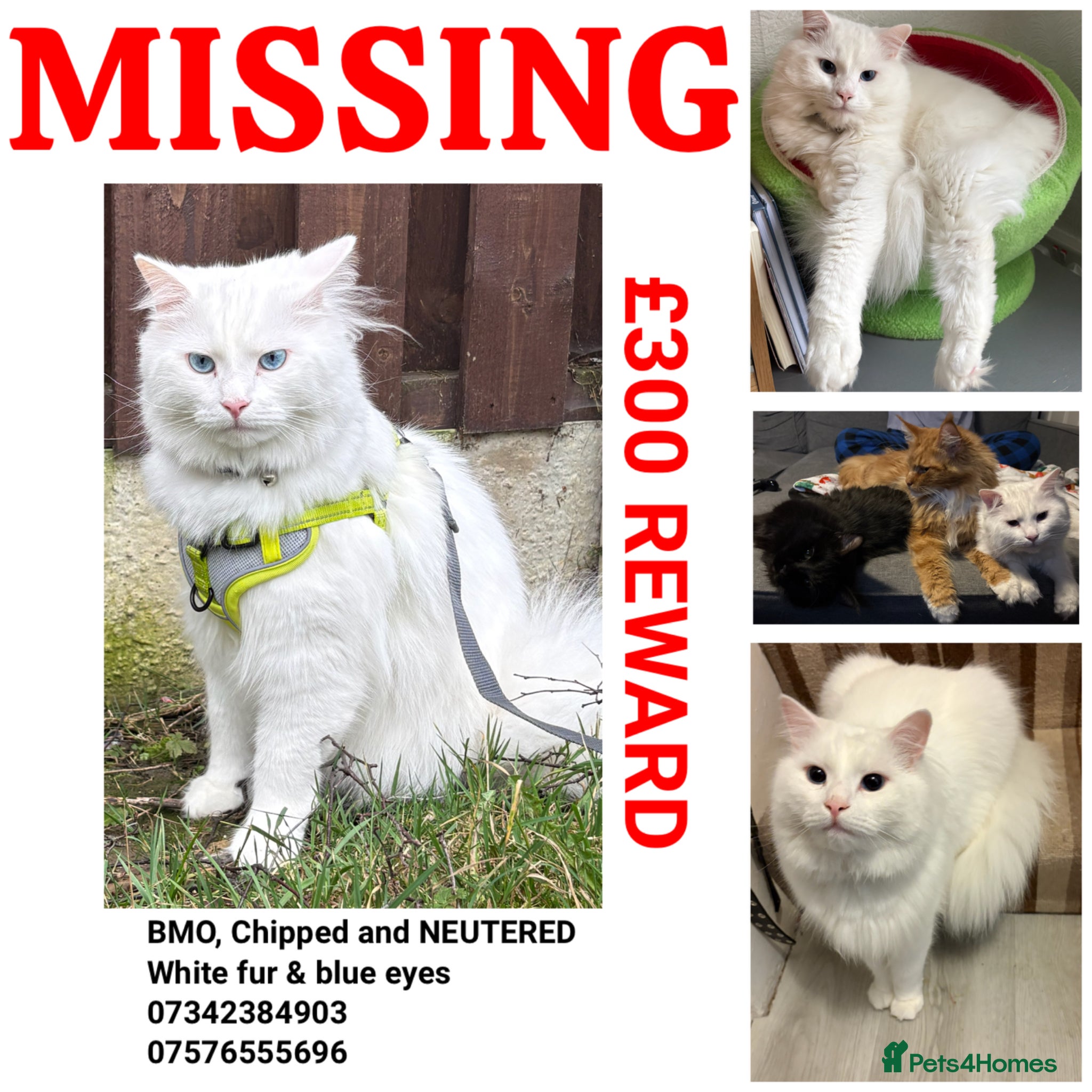 Mixed Breed cats NOT FOR SALE PLEASE HELP US FIND BMO  - Advert 1