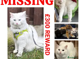Mixed Breed cats NOT FOR SALE PLEASE HELP US FIND BMO - Advert 1