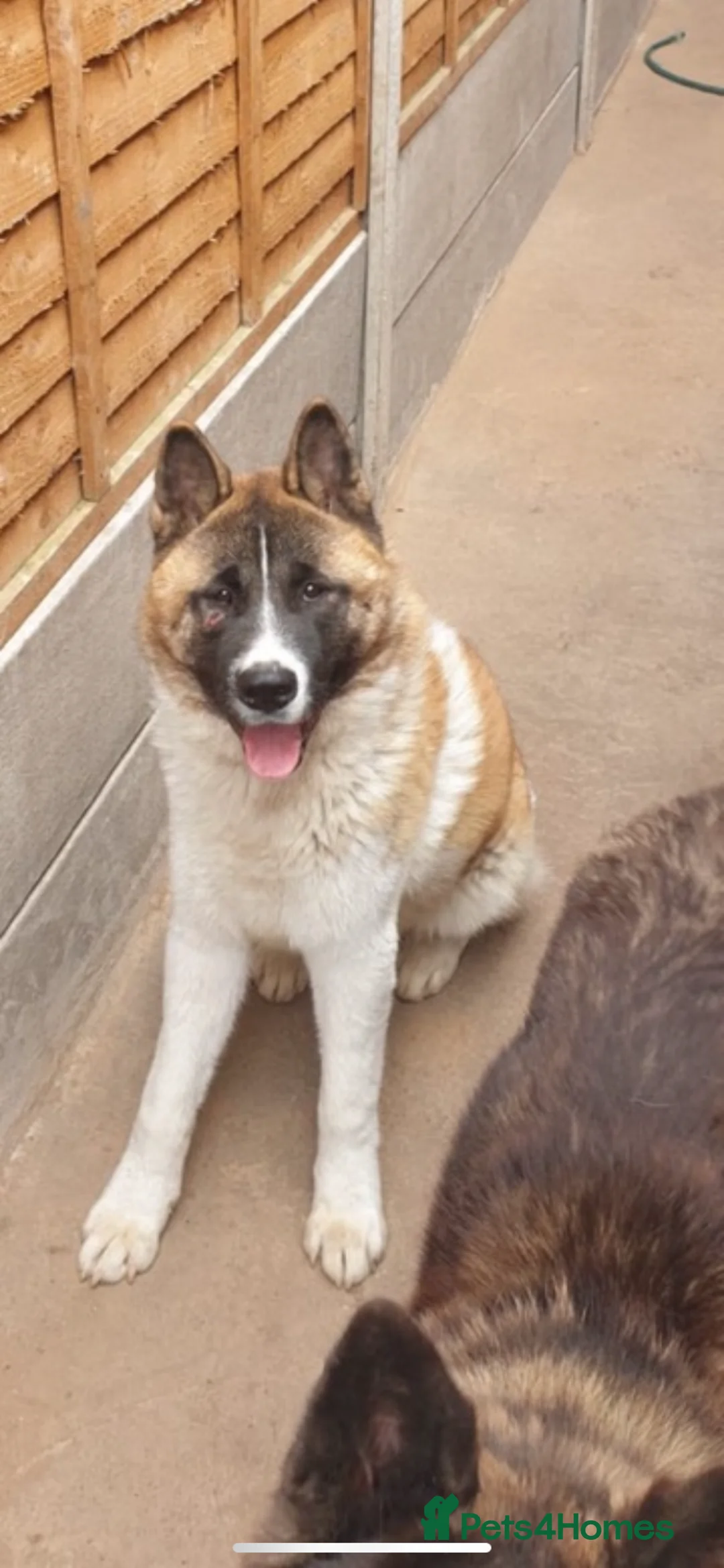 Akita dogs for sale: Akita Pups - Advert 2