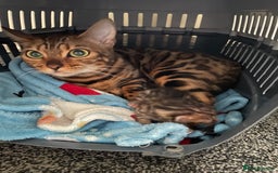 Bengal cats for sale: Bengals  - Image 23