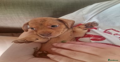 Mixed Breed dogs - Advert 14