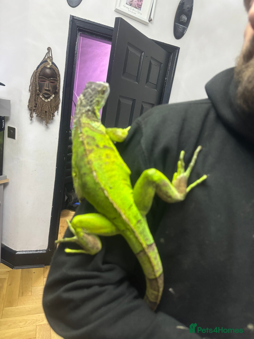 Iguana reptiles for sale: Male 2 year old iguana  - Image 6