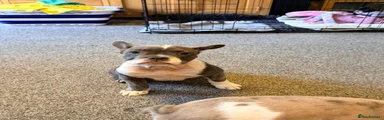 Mixed Breed Puppy 6