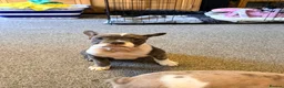 Mixed Breed dogs for sale: English Bulldog X French Bulldog Hybrids - Advert 7