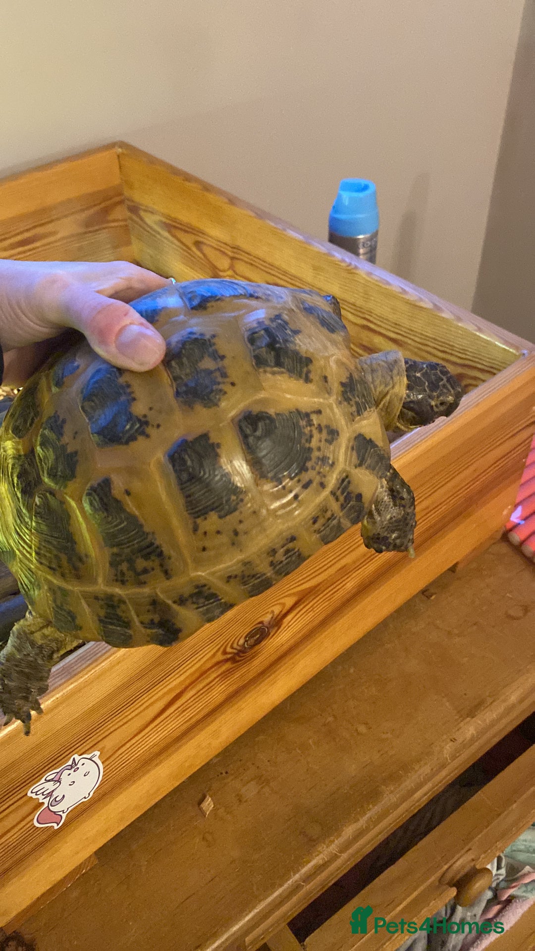 Tortoise reptiles for sale: Horsefield tortoise - Image 1