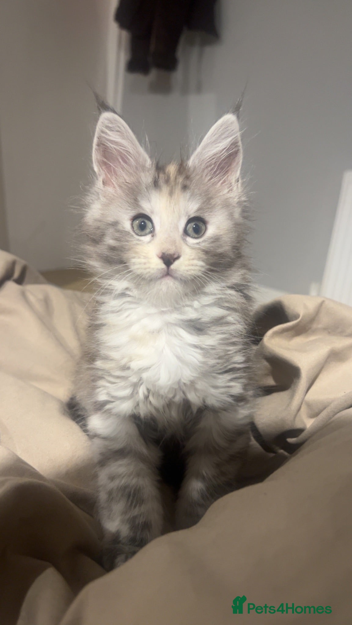 Maine Coon cats Maine coon kittens for sale  - Advert 1