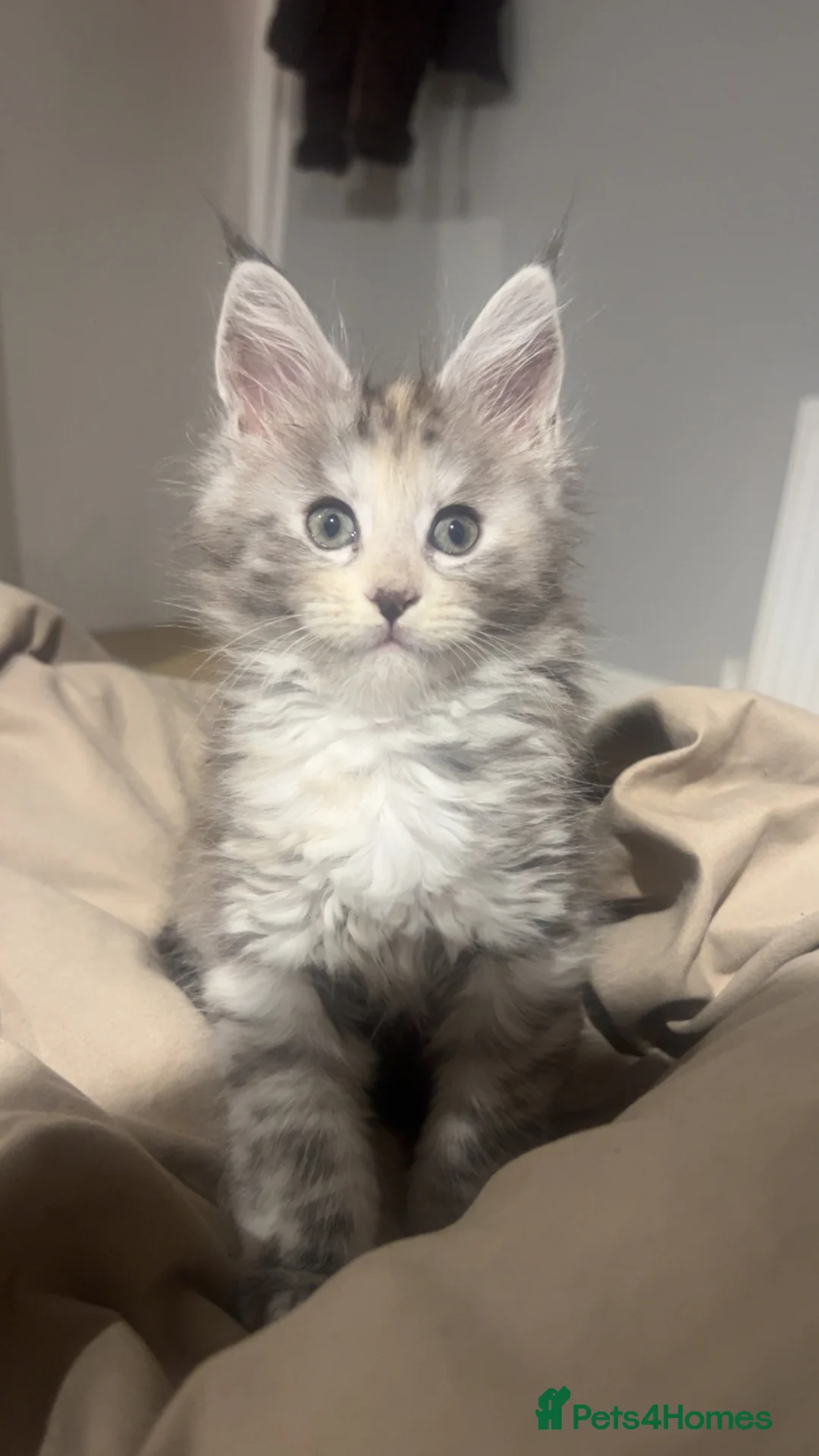 Maine Coon cats for sale: Maine coon kittens for sale  in Leeds - Advert 1