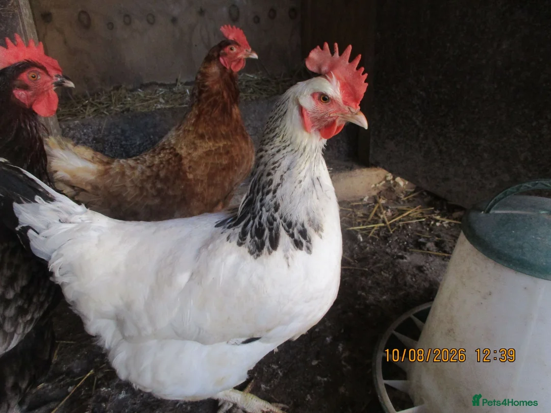 Hens poultry for sale: chicken - Advert 1