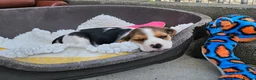 Beagle dogs for sale: Stunning Litter of KC Registered Beagle Pups  in Thirsk - Advert 25