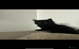 Mixed Breed cats for sale: Fluffy black cute boy  - Image 4