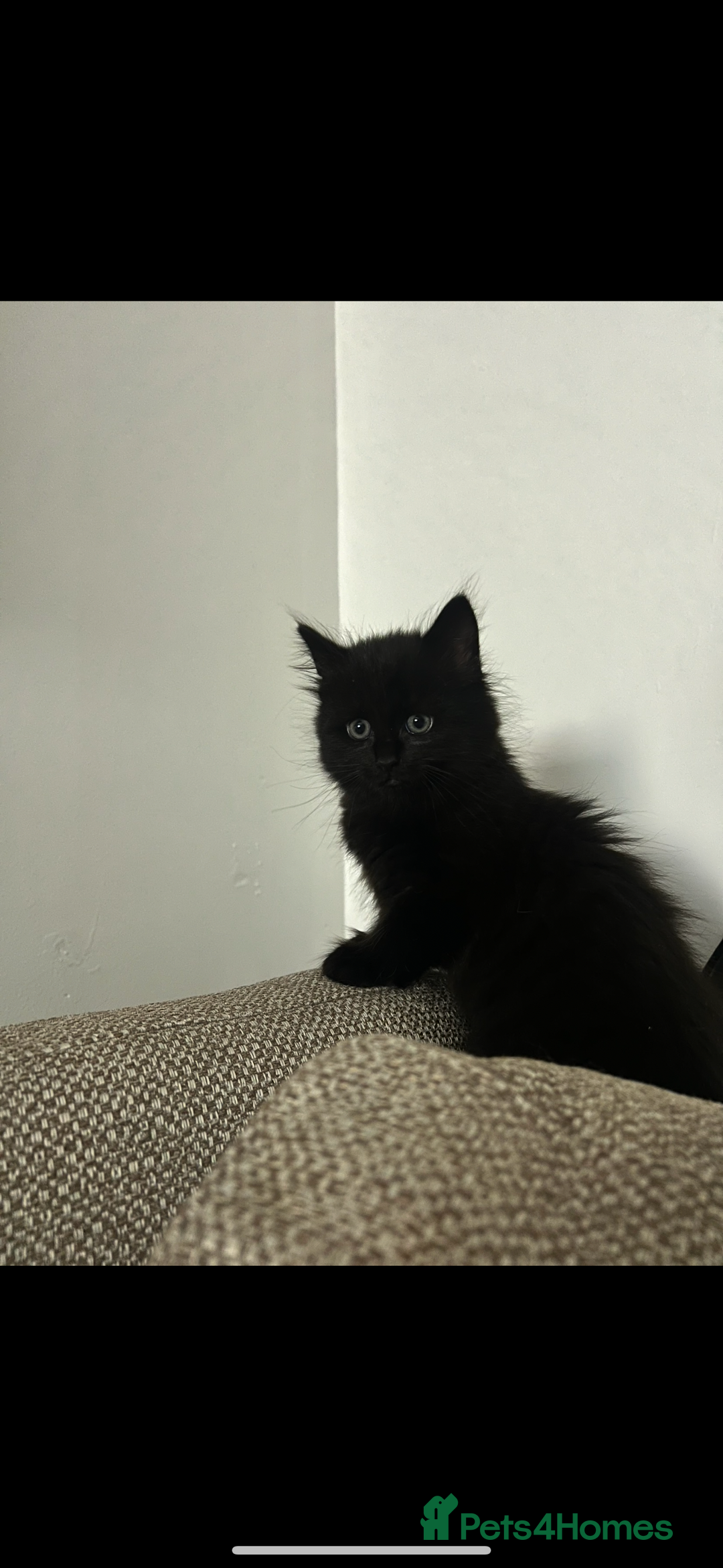 Mixed Breed cats for sale: Fluffy black cute boy  - Image 4