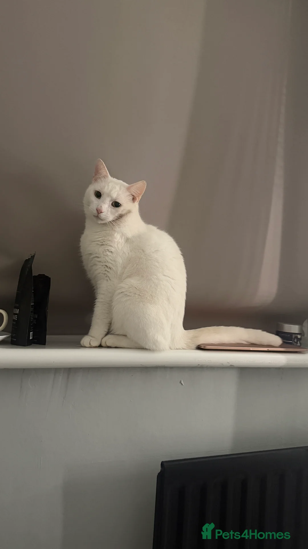 Turkish Angora cats for sale: Casper- sweet Turkish Angora need rehoming  - Advert 2