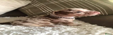 Narla 