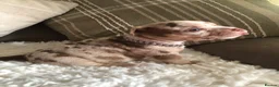 American Bully dogs for sale: Pocket Bully Puppies  - Advert 8