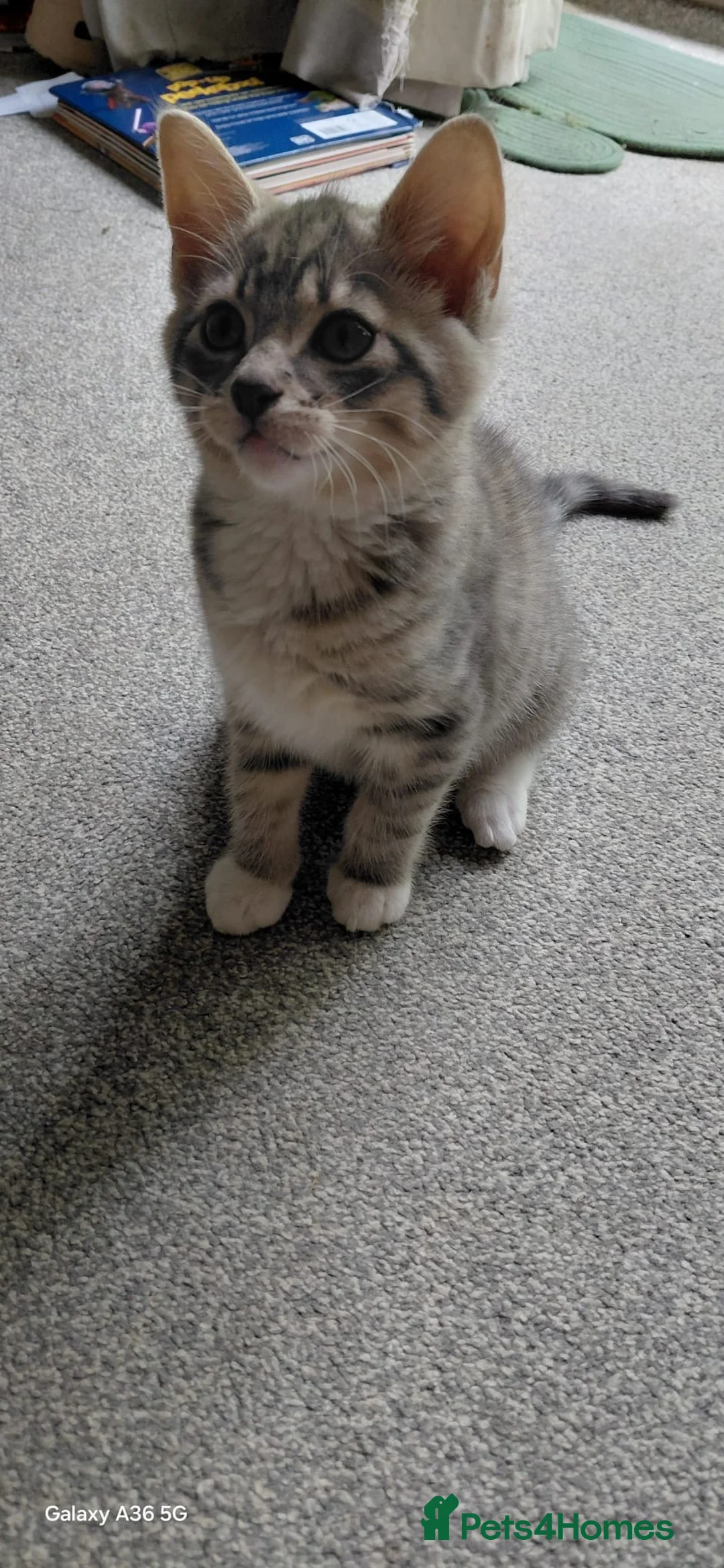 Bengal cats for sale: Adorable Cute Boy Bengal/Calico - Advert 16