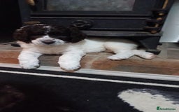 Standard Poodle dogs for stud: Proven Standard Poodle For Stud in Belper - Image 14