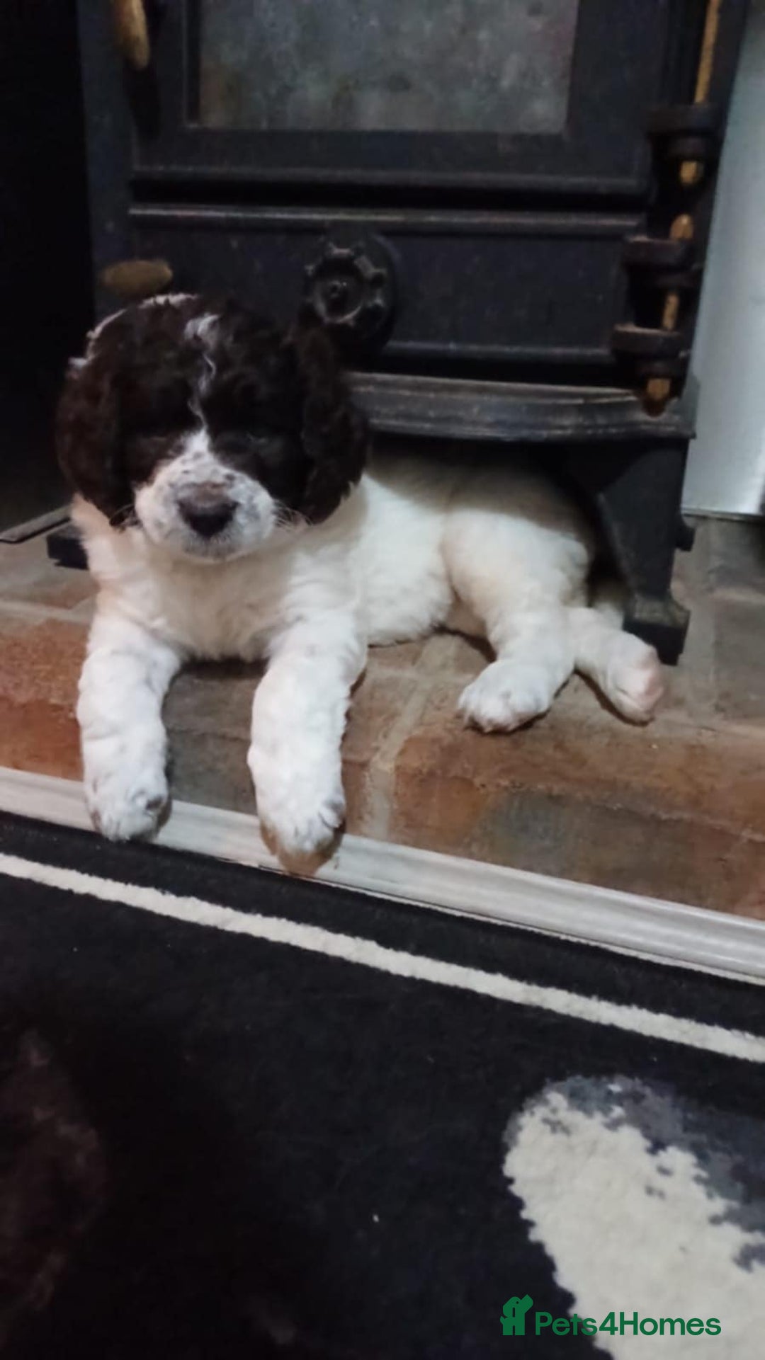 Standard Poodle dogs for stud: Proven Standard Poodle For Stud in Belper - Image 14