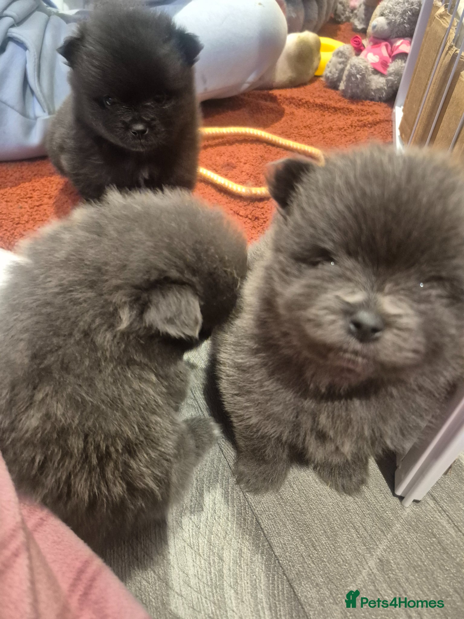 Pomeranian dogs Mini pomeranian puppies excel Russian bloodlines - Advert 11