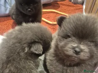 Pomeranian dogs Mini pomeranian puppies excel Russian bloodlines - Advert 11
