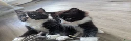 Ragdoll cats for sale: Ragdoll kittens - Advert 32